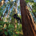 Kayo Chainsaw Protective Climbing Boot